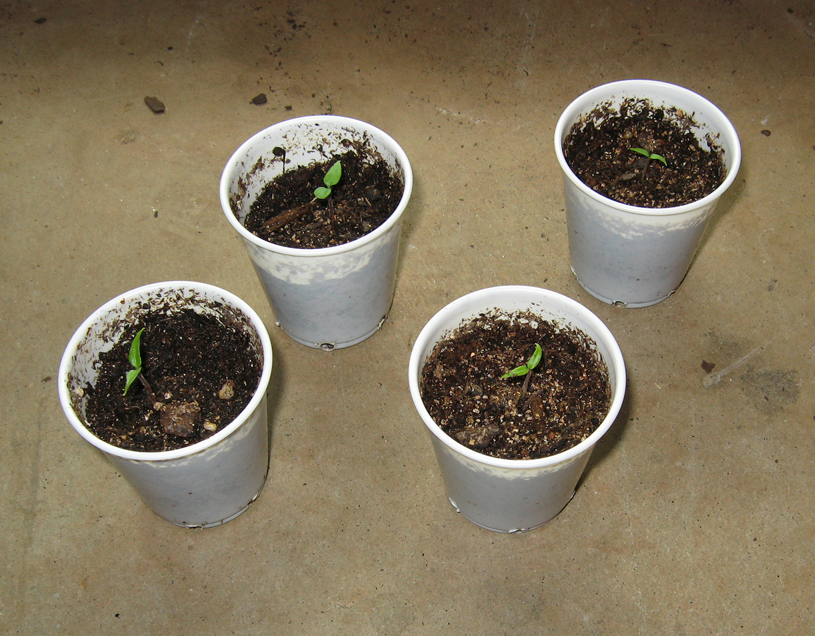 Chile Pepper Germination